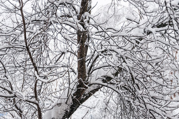 Winter in Moscow. Snow covered trees in the city. The view from the window during a heavy snowfall