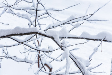 Winter in Moscow. Snow covered trees in the city. The view from the window during a heavy snowfall