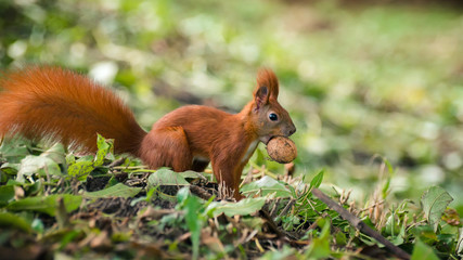 Sciurus vulgaris, wiewiórka pospolita