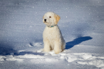 A cute golden doodle puppy sitting in  the snow. This dog is a mixture of a poodle and a golden retriever. The golden ears are in a nice contrast with the white fur which is full of icicles