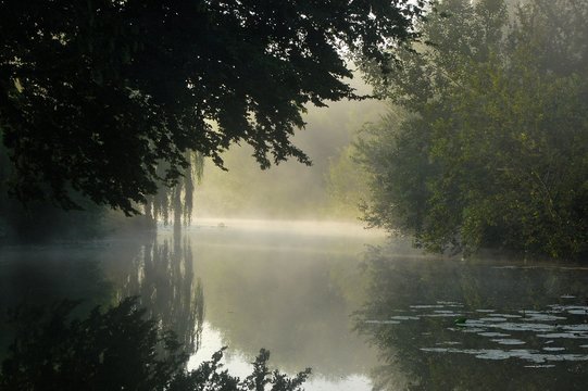 Misty morning in the swamps, trees and their mirror reflections in a water full of water lilies. Summer, august in the Audomaroi's swamps, St Omer in France.