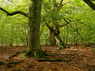 Obraz premium Darßer Weststrand, Nationalpark Vorpommersche Boddenlandschaft, Mecklenburg Vorpommern, Deutschland