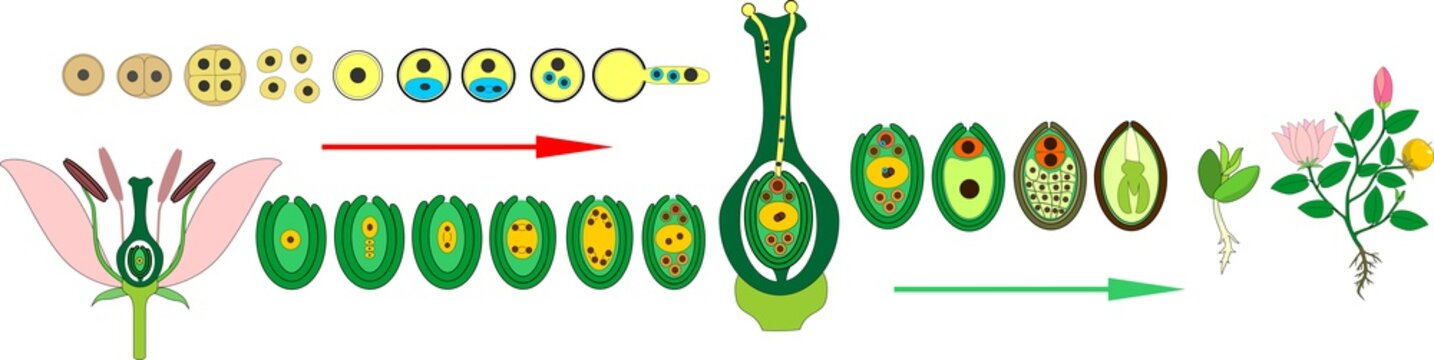 Life Cycle Of Flowering (Angiosperm) Plant With Double Fertilization