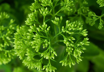 Bright green flowering bush