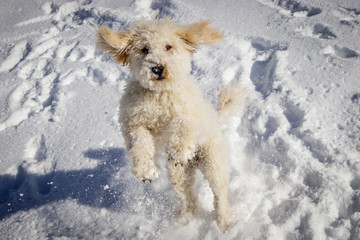 An extremely cute puppy golden doodle playing with snow balls. The golden ears and paws are really...