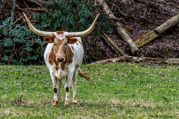 Texas Long Horns - 63