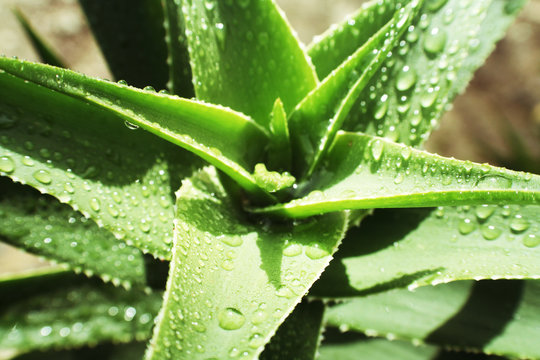 Aloe Vera Plant Close Up With Lomo Effect High Quality 