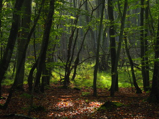 Darßer Weststrand, Nationalpark Vorpommersche Boddenlandschaft, Mecklenburg Vorpommern, Deutschland