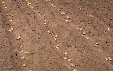 Planting potatoes in the spring for harvest.