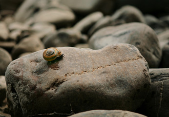 Snail on the Rock