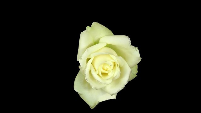 Time-lapse of opening white rose 2a3 in Digital Cinema Imaging 2K PNG+ format with ALPHA transparency channel isolated on black background, top view.

