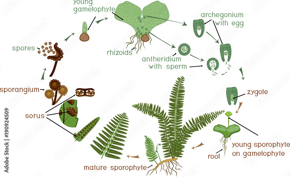 Poster life cycle of fern. plant life cycle with alternation of diploid sporophytic and haploid gametophyti - Posters