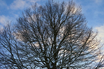 Top and crown of tree against the blue sky.