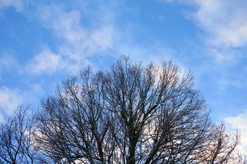 Top and crown of tree against the blue sky.