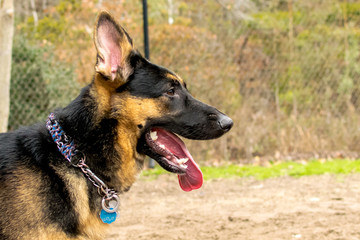 Shepherd 12