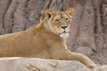 Fototapeta na wymiar Lion Sitting on a Rock - Denver Zoo Animal
