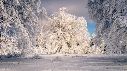 Beautiful ice covered beech trees in the black forest. This is on a place called 