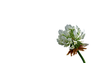 Klee Blüte - Trifolium - auf weißem Untergrund