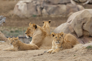 Female Lion Playing With Cubs - Denver Zoo Animal
