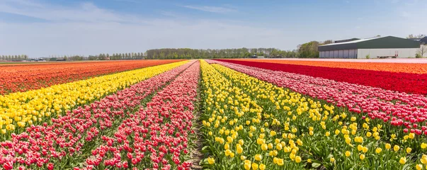 Rolgordijnen Panorama of a colorful tulips field in Holland © venemama