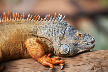 brown  iguana
