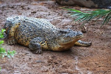 crocodile on sand