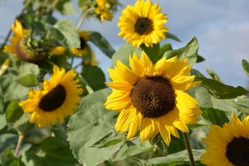 Obraz premium A beautiful sunflowers in garden