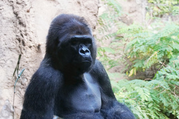 gorilla.