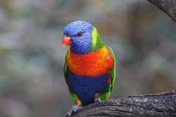 parrot in zoo