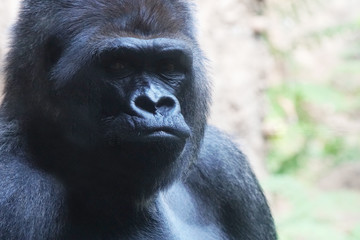 gorilla.