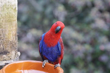 parrot in  park