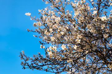 Branches of a blooming almond tree on the blue sky background.