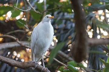 white bird
