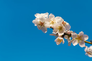 Branch of a blooming almond tree on the blue sky background.
