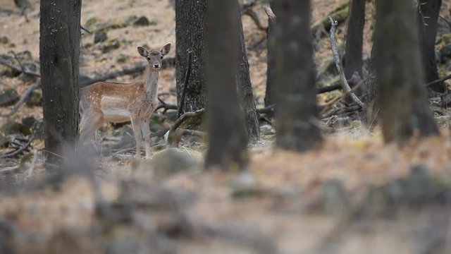 frightened fallow deer standing in a forest