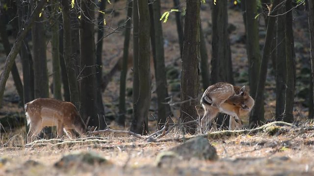  young deer feeding in the forest and is cleaned and licking