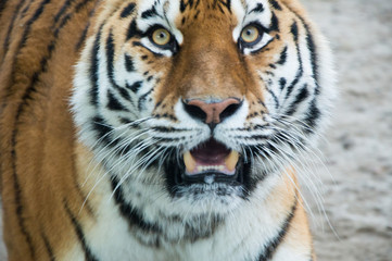 Fototapeta na wymiar Tygrys 4