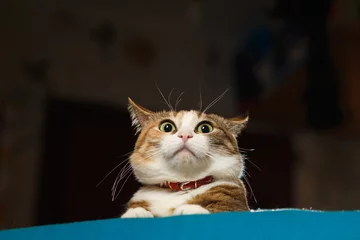 Crédence de cuisine en verre imprimé Chat Le joli chat roux a dressé les oreilles en alerte.