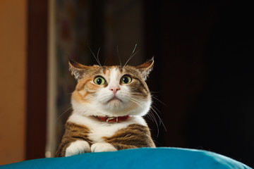 Pretty ginger cat pricked up ears in the alert. © Northern life