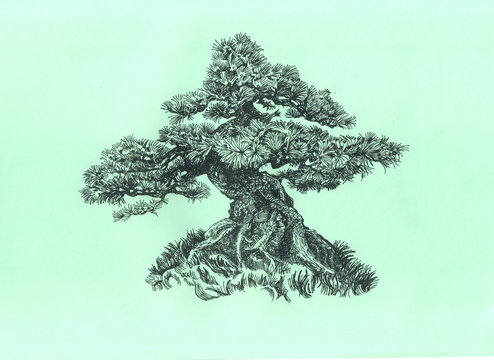 Coniferous bonsai, Japanese pine.