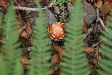 Seta venenosa y falguera