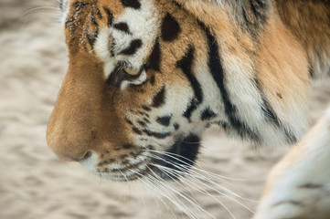 Tygrys 4