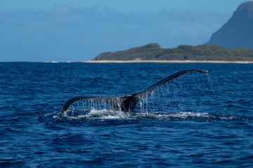 Whale showing off her tail of the Kauai island of Hawaii