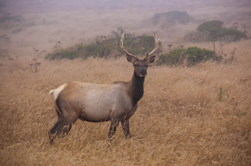 Tule Elk at Point Reyes National Seashore