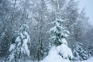 White winter landscape.