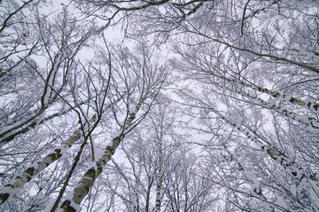 Tops and crowns of trees covered with snow.