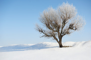 Fototapeta na wymiar one tree in winter, beautiful wild landscape with bright snow, nature concept