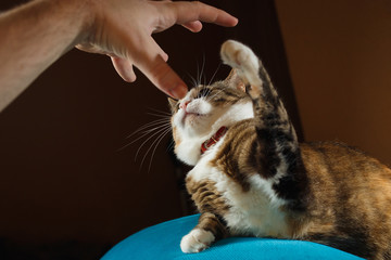 Playful cat attacking female hand.