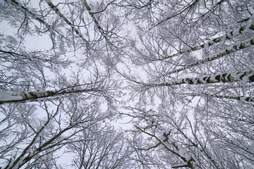 White winter landscape in the forest.