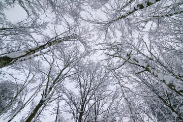 Down up view of winter forest.